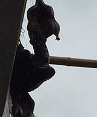 ¥��ɹ���o  ��ȫ���Ҽ��·����ˣ�