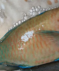 ��˾���ĸ��� ����ɫ����Ĳ��ҳԡ�����