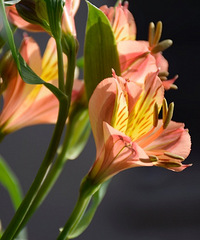 Ұ�ٺϵĴ���