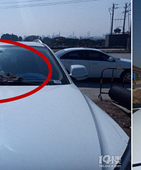 ����Ը�����ͣ���ر��˷�שͷ������