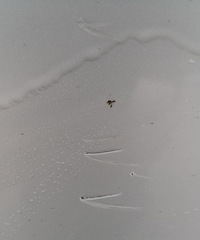 [����]���ӱ��������� ��֧�����������