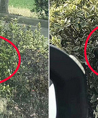 ����ĳ�زݴԾ��ֲ����� �����ˣ�