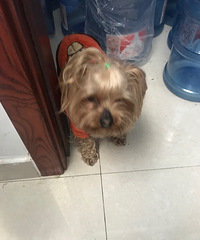 走失小狗,都来认认