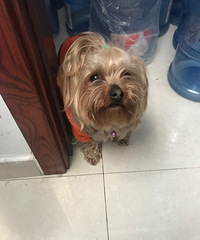 走失小狗,都来认认