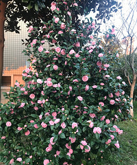 ���¾���