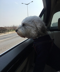 ������Ů˾����˧���+��Ů���+�ɰ����� �����İ���