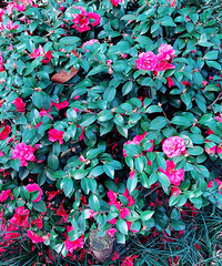 С���ſڻ����� �������Ͻ��ϵ�����