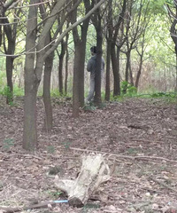 �����������־���һ����ʬ��30��ͷ��