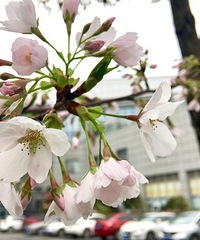 �̲�סҲ����������