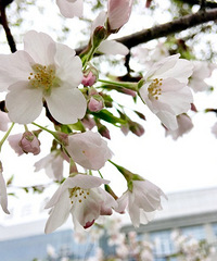 �̲�סҲ����������