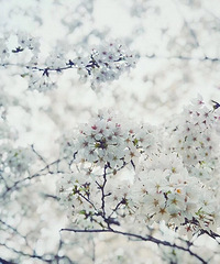 ��ȥ��ӣ��