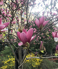 �������Ĵ�ɫ��+��Ƭ