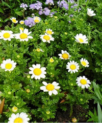 �������Ĵ�ɫ��