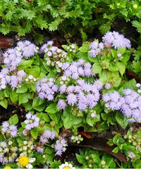 �������Ĵ�ɫ��