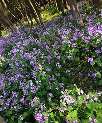 �������Ĵ�ɫ��+ֲ��԰