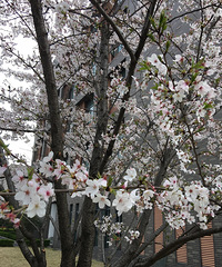 ͬ�ô�ѧ��ӣ��