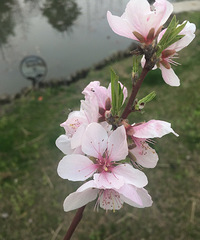 �������Ĵ�ɫ��