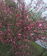 �������Ĵ�ɫ��