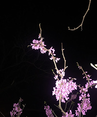 �����Ĵ�ɫ