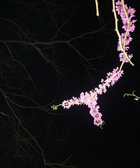 �����Ĵ�ɫ