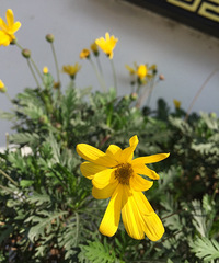 �������Ĵ�ɫ��+����ƪ