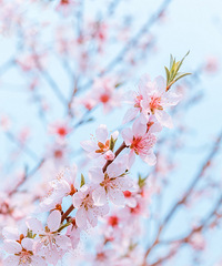 �������Ĵ�ɫ��