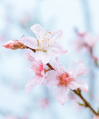 �������Ĵ�ɫ��