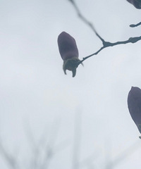 �����Ĵ�ɫ