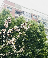 �����Ĵ�ɫ