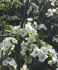 �������Ĵ�ɫ������ͷ