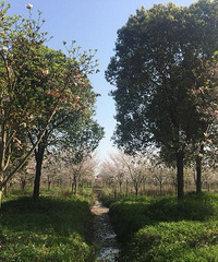 ȥ�ιٰ���Ǯ����ӣ�� �����翴������ֱ������