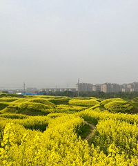 �ǽ�Ұ�� �е�����