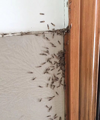 �ܼ��־�֢���㣡ǽ���������������˰��ϡ�����