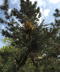 �������Ĵ�ɫ��