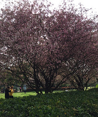 �������Ĵ�ɫ��