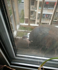 ����������� ���Ҽҳ���������˸��� ��������������