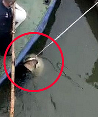 �Ϲ�������ٶ��򣿼���7�꺢����������