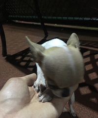 出售自家生的吉娃娃