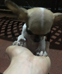 出售自家生的吉娃娃