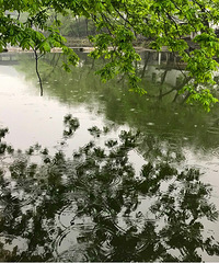 ������ϸ��䣬̤����ʯ�ŵ������ż�΢ʪ����ǳ����