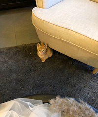 寻猫启事 旭辉广场附近走失