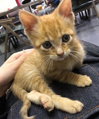 寻猫启事 旭辉广场附近走失