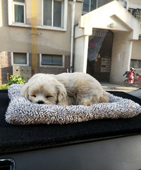 С�����ڼ������� �����Ѿ�getͬ��