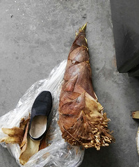 �ϼҴ�����ë�� ����42���Ь����ü�����