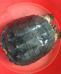 7.5������������ڷ�����԰��׽һֻ������ ����һ����