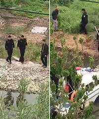 ����ĳ�ӵ�����һ����ʬ ��˵��95��