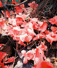 ��̨ɽ����