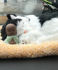 ��ͷ˯����è ����ſ���������ǲ������