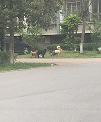 ����ĳС���׶�԰�ſ�ʮ������ һ���绹׷�ŵ�ƿ����С�����