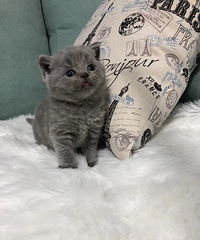 单C蓝猫弟弟 三只都是单C弟弟,自己繁育